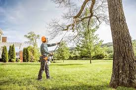 Best Tree Removal  in Elkland, PA