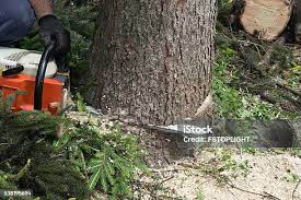 Best Commercial Tree Services  in Elkland, PA