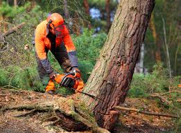 Tree and Shrub Care in Elkland, PA