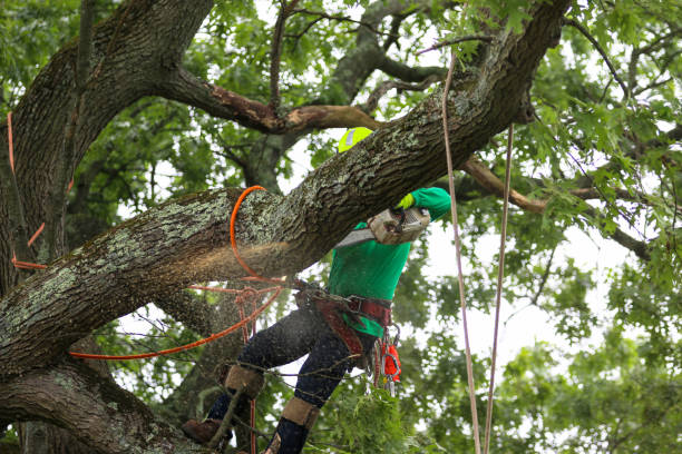 How Our Tree Care Process Works  in  Elkland, PA
