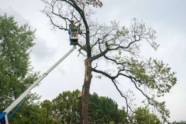 Best Tree Maintenance Programs  in Elkland, PA