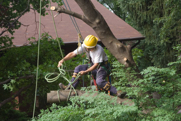 Professional Tree Care in Elkland, PA