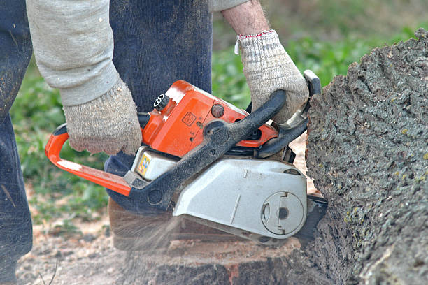 Best Fruit Tree Pruning  in Elkland, PA