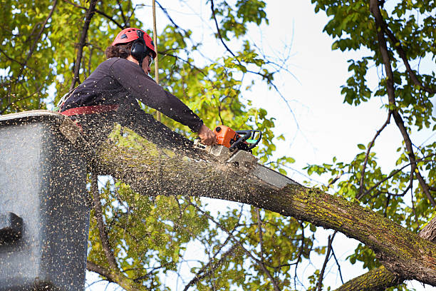 Best Landscape Design and Installation  in Elkland, PA