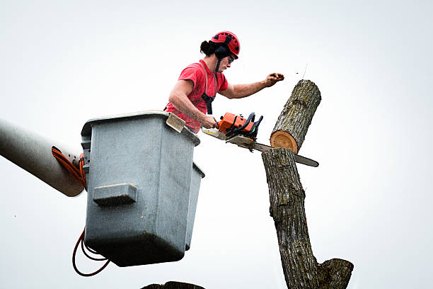 Best Tree Disease Treatment  in Elkland, PA
