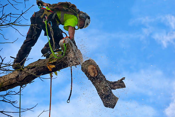Best Root Management and Removal  in Elkland, PA